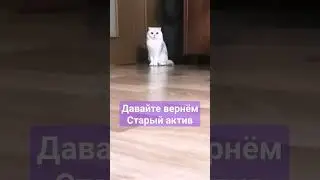 #cat #кот #youtube #youtubeshorts #youtubevideos #shorts