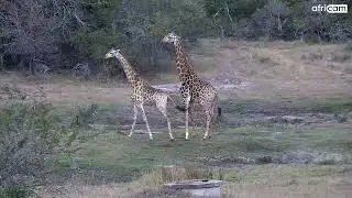 Giraffes Mating Ritual at Tembe