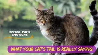 What Your Cat’s Tail Is Really Saying | Decode Their Emotions!