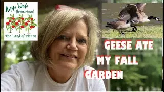 GEESE ATE THEM ALL!! #northcarolina #canadageese #annedalehomestead