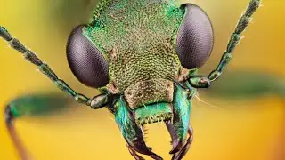 God Level Hunters. 10 Insects-Predators With Ingenious Hunting Skills