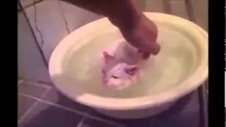 Котенок принимает ванну с пеной