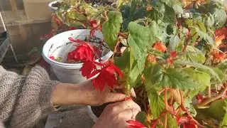 Бегония в ноябре