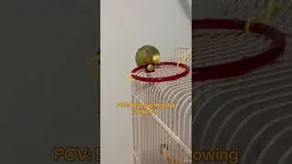 Buttercup loves throwing stuff as u can tell #parrot #budgies #budgie #cockatiel #fyp #conure