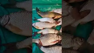 Ух ты рыбка!!!!!!!! Делаем запасы . Забеваем морозильник.