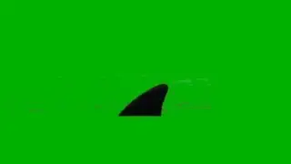 SHARK FIN ----- NOT ANIMATED ,THE SHARK IS REAL--green screen