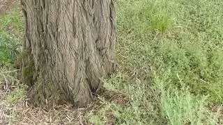 Quandong and Sandalwood Host Plants  🧙‍♂️🌿