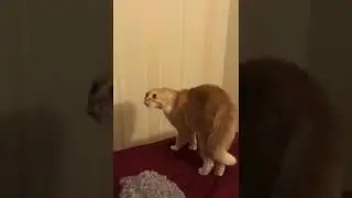 Что ты такое?!