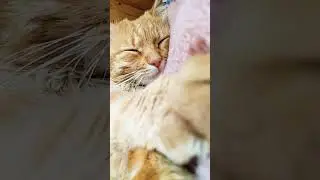 Марсик спит❤️