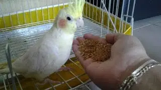 CALOPSITA CANTANDO E FALANDO