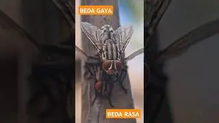 BEDA GAYA BEDA RASA #gaya #rasa  #mating #bercanda #lalat #macro #lensbong #lensaindonesia