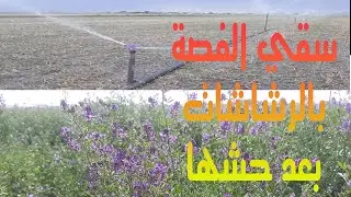 سقي الفصة بالرشاشات بعد حشها Watering alfalfa with sprinklers after mowing it  agricultural