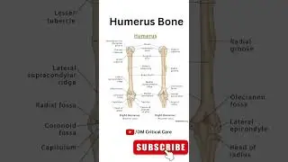 Humerus Bone 