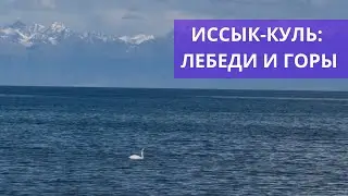 One day in Issyk-Kul. We saw swans and found ephedra!