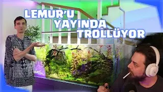 ELRAENN  YAYINIDA LEMUR'U  TROLÜYOR 150 TANE  RGB Balık