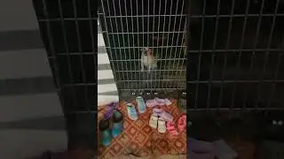 собачка настаивает чтобы её покормили