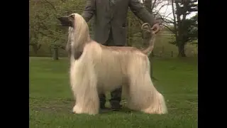 Afghan Hound - Galgo Afgano - アフガン・ハウンド - AKC Dog breed series