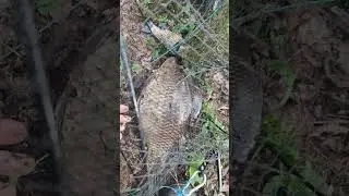 Поймал большого карася