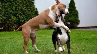 FIGHT Bullterrier Micky vs Mini Bulli Chili // Part 14