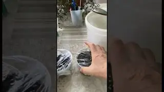 Я уже посадила пеларгонию и бегонию семенами. А вы?! Уже пора! 