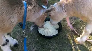 Goats Eat Mashed Potatoes!