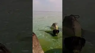 Лабрадор услышал команду 