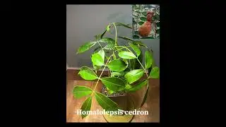 25 unique fruits you never heard of / tropical fruit trees grown in containers