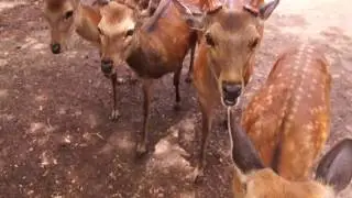 Нара, олени 2