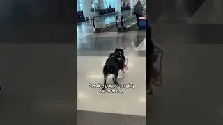 One of the Best Things I’ve Ever Seen at the Airport