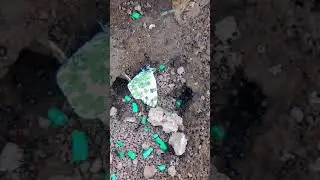 Muerte de una Mariposa a manos de las hormigas o simil de muerte del pueblo a manos de los políticos