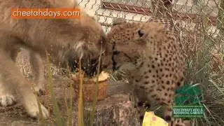 Tommy T's First Birthday-Cincinnati Zoo
