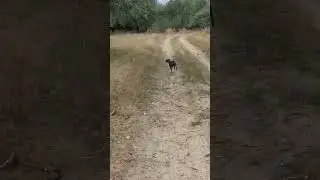 Голый мексиканец сбежал из дома
