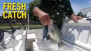 Putting Fish On Ice!—Found Footage