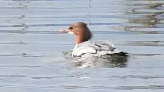 Smergo Maggiore sul lago e altro ancora.