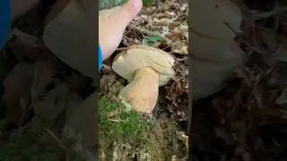 Grande funghi porcini #boletus #funghi #cepes #cèpes #steinpilze #porcini #funghiporcini