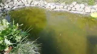 Рыбки?! /чем кормить? /в мире интересного