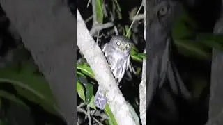 Caburé (Glaucidium brasilianum) 