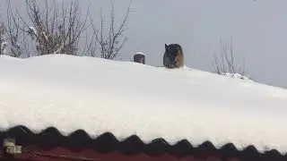 Овчарка на крыше дома😳
