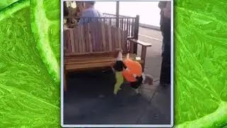 Как заработать с помощью мемов