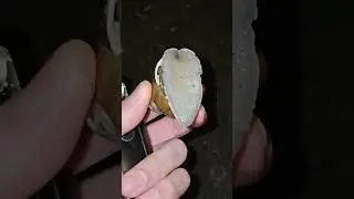 Чуть не наступил на улитку Головасерун.