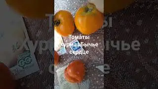 Томаты на юге. 