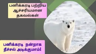 பனிக்கரடி 🐻‍❄️ பற்றிய ஆச்சரியமான தகவல்கள்| BMNatureNuggets | #polarbears #bears #trending #viral