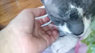 Котик Вискас