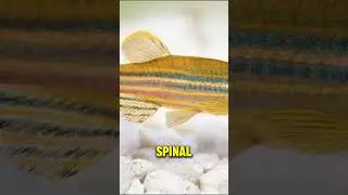 Zebra Fish Are Helping Scientists