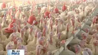 Hindi hakkında her şey ... bu işte para var ... All about turkey