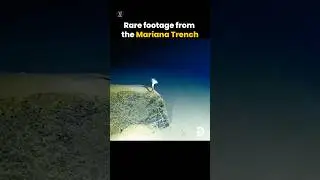 What's Hiding 7 Miles Deep in Mariana Trench? 