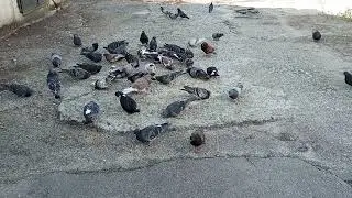 Вони шанують тих хто про них завжди піклується.