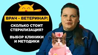 Какие Методы Стерилизации Кошек Есть? От Чего Зависит Цена Стерилизации? Отвечает Ветеринар