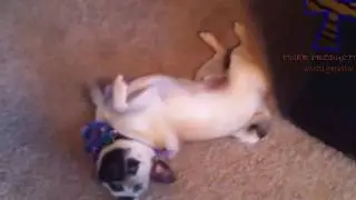 Funny dogs playing dead after finger shot