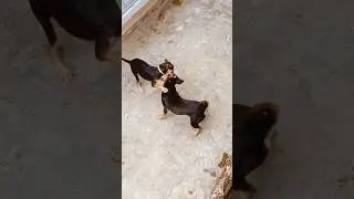 #dogfunnyvideos #dogfight #animalshorts